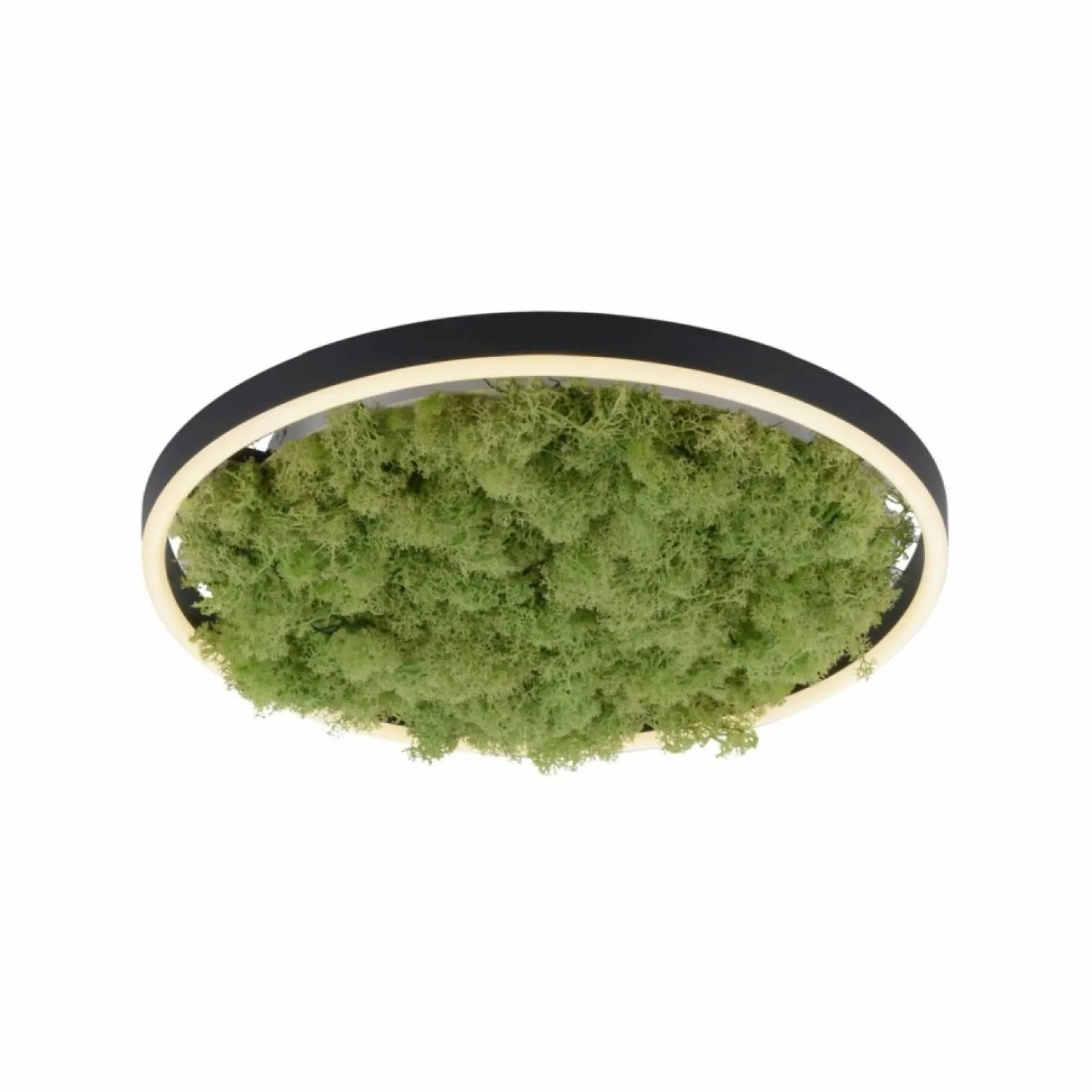 Sklep Kaja Dekoracyjna lampa LED z naturalnym mchem 15391-66 GREEN RITUS | Kaja* Plafony Nowoczesne | Lampy Led